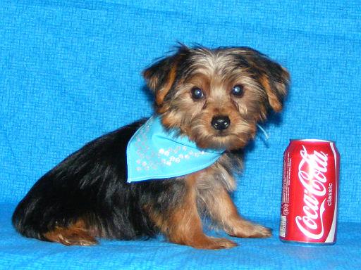 Date of Birth 07-17-08